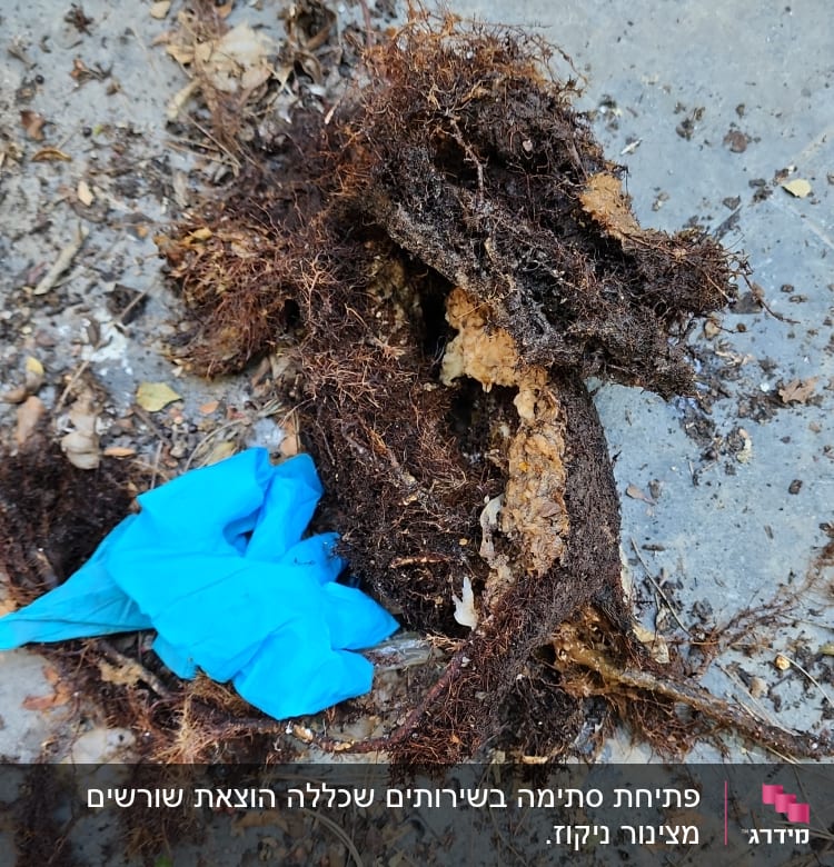 שורשים ופסולת עם כפפה כחולה על הקרקע